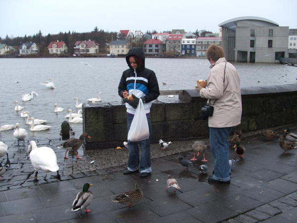 Feeding the swans 