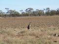 kangaroo running away