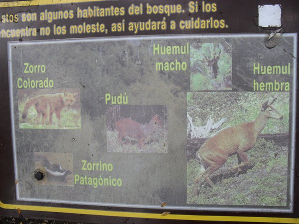 animals found in the park
