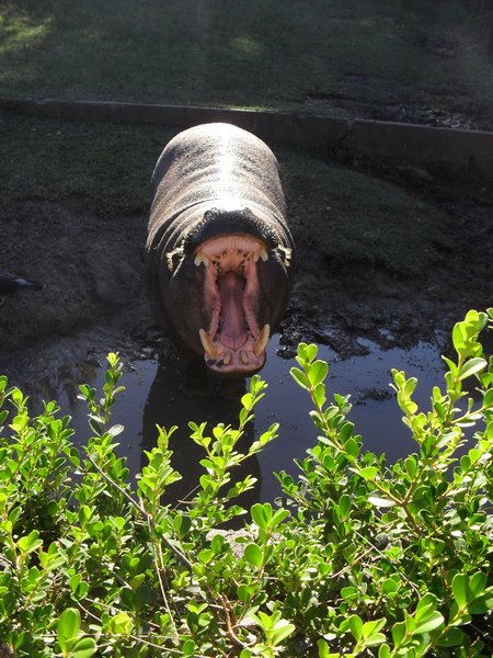 Hippo begging in the zoo