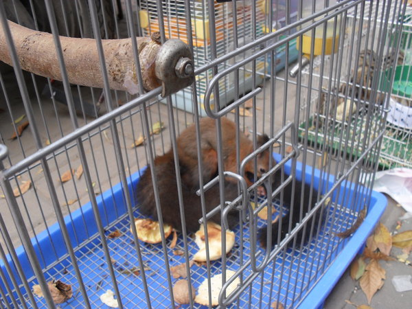 Caged squirrel