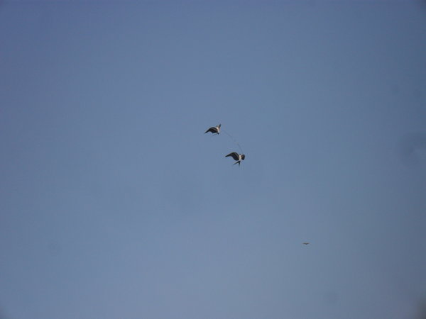 Bird kites