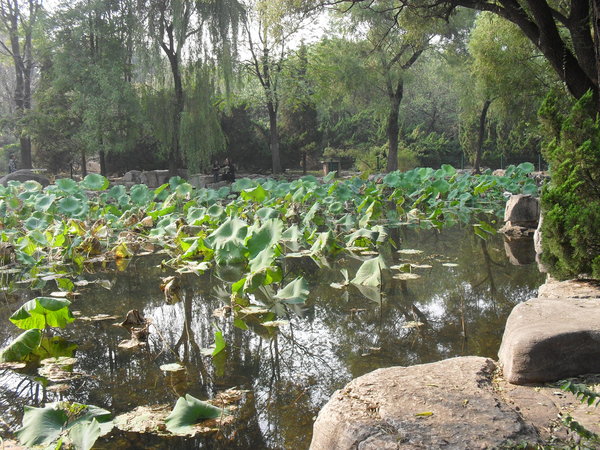 Water lillies in the park