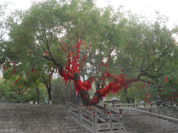 Tie a red ribbon around the old tree