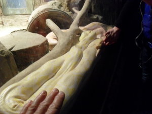 Giant albino python