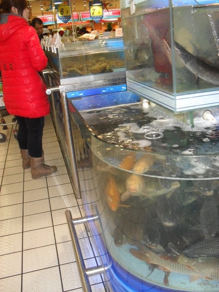 live fish in tanks for you to choose