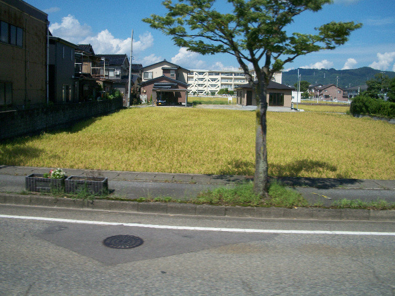 Rice growing between houses