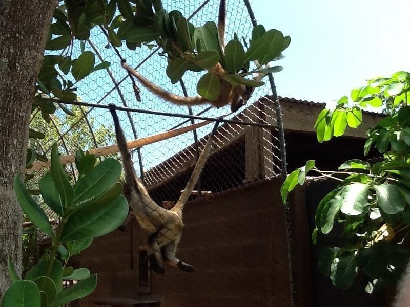 Spider monkeys with tails used as a 5th limb