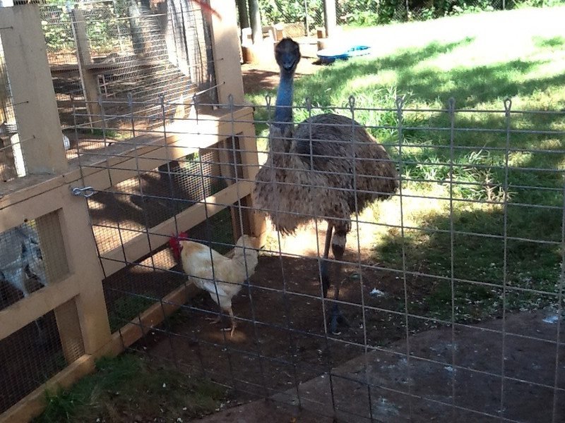 Eloise the emu with her mate Julio the chicken