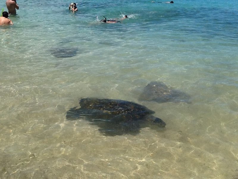 Turtles come in to feed, 1 metre across