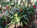 Beautiful bromeliads