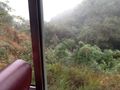 Lush wet dense rain forest