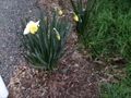An early daffodil