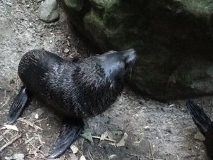Seal pup at waterfall
