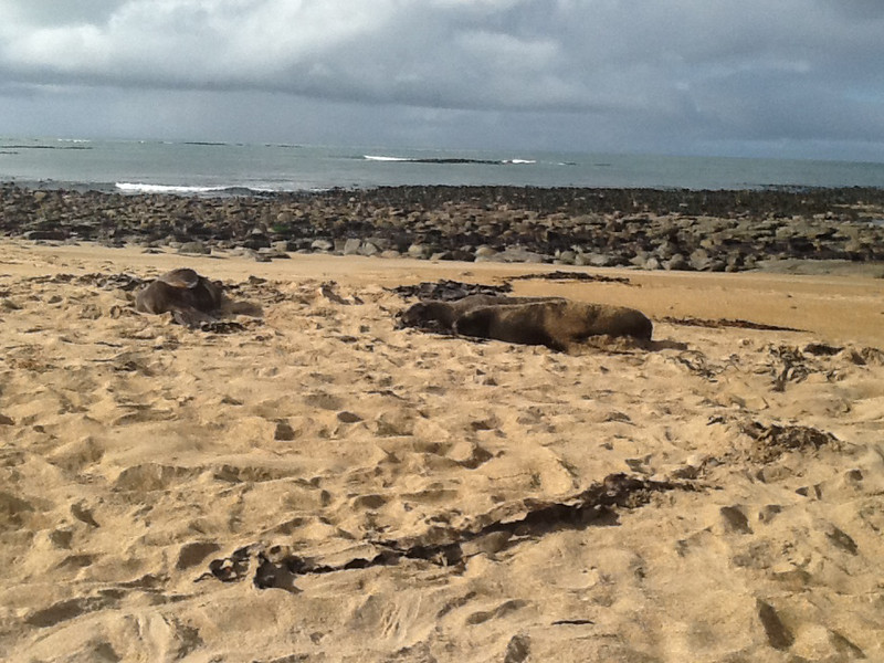 3 large Hooker sea lions