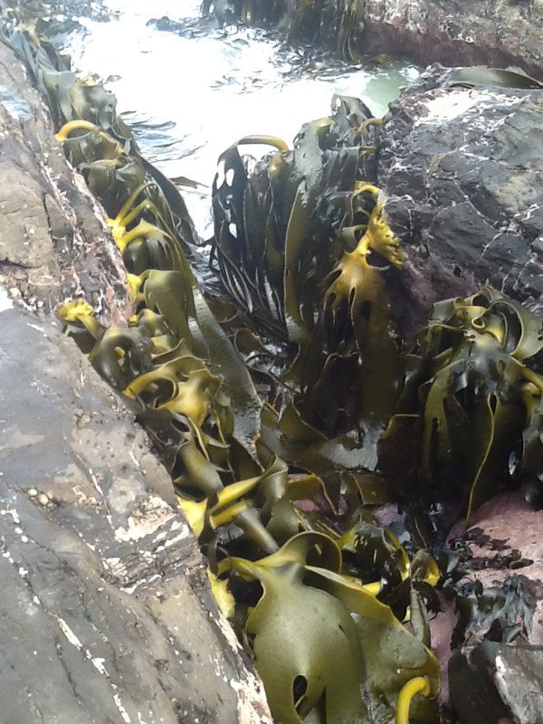 Kelp at Curio Bay