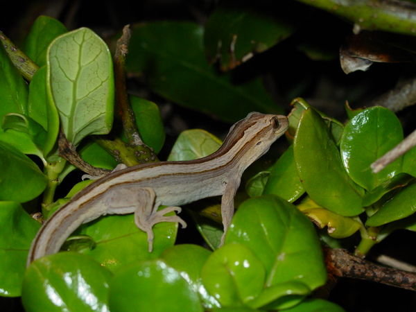Stephens Island gecko