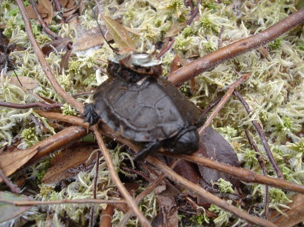 Blandings Turtle with locator beacon