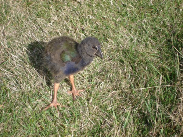Takahe chick