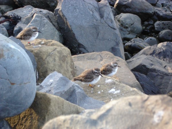 Shore Plovers