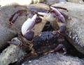 Crabs at Makara beach