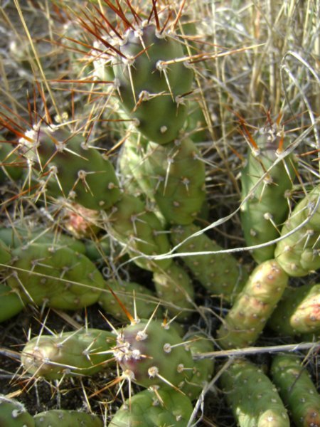 Evil nasty cactus