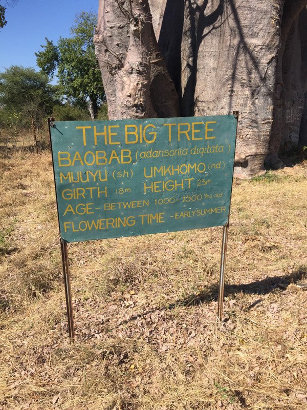 The old baobab tree