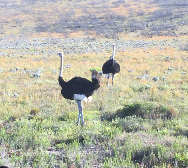 Male ostriches