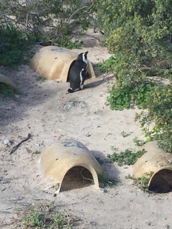 Penguins with igl