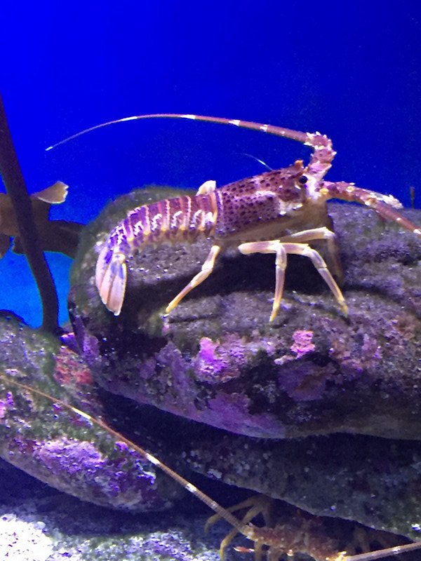 Underwater critter! 
