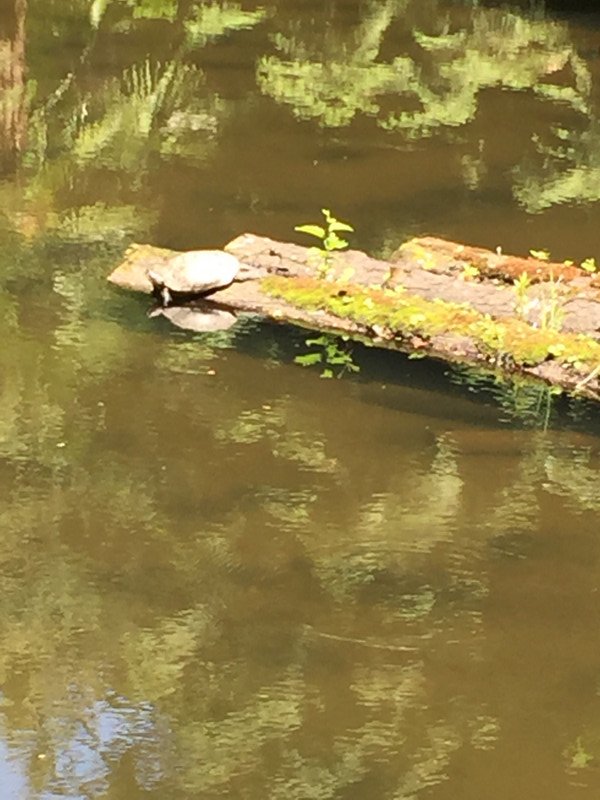 Is it a turtle or is it a Disney turtle? 