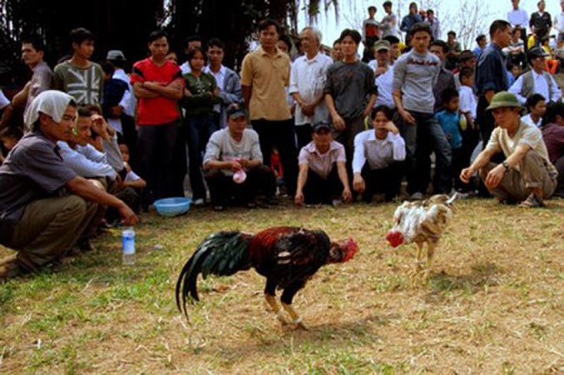 Vietnamese Cockfight