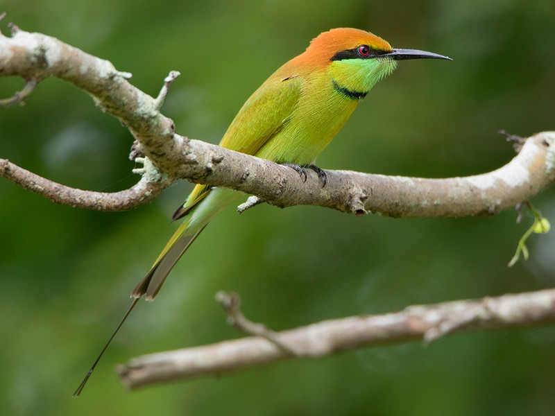 Much Missed: Little Green Bee-Eater