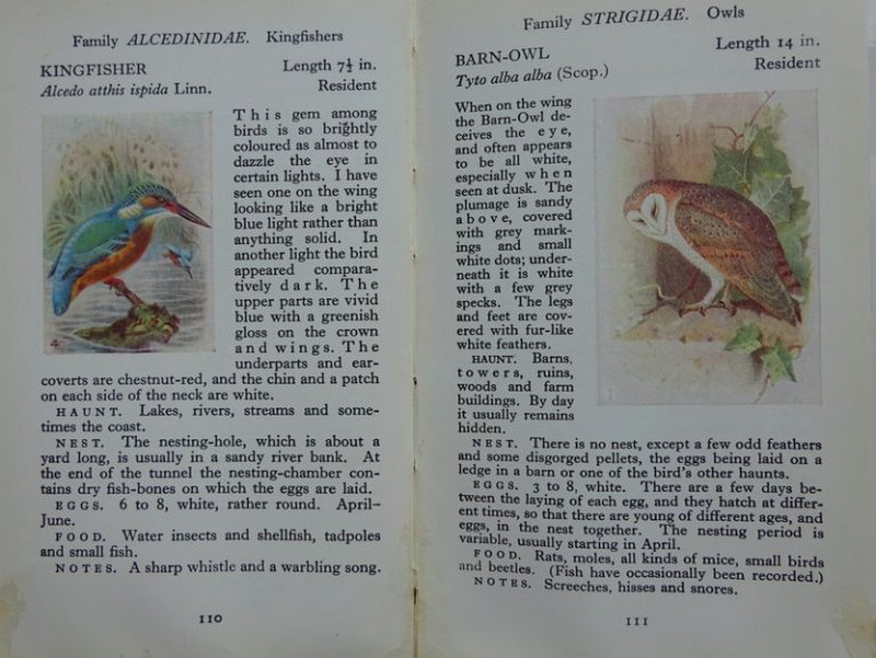 Pages for Kingfisher and Barn Owl