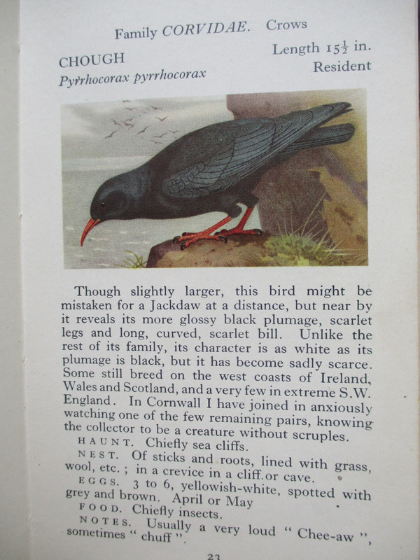 The Chough (of Spotless Character)