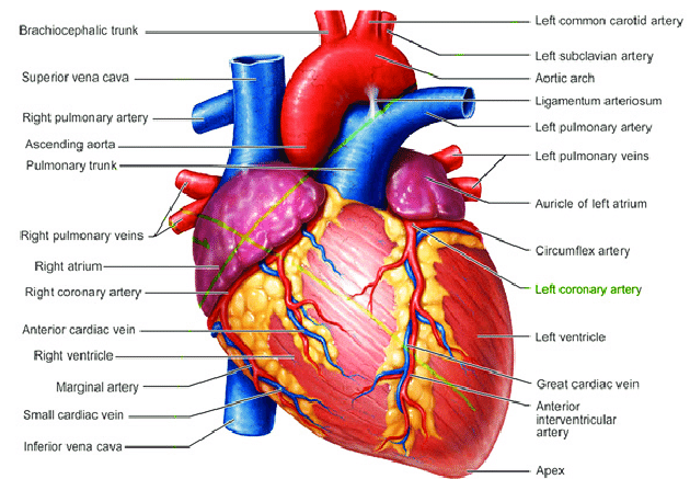 That Amazing Organ - the Human Heart