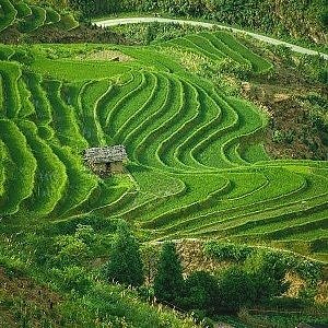 Ubud Rice Terraces
