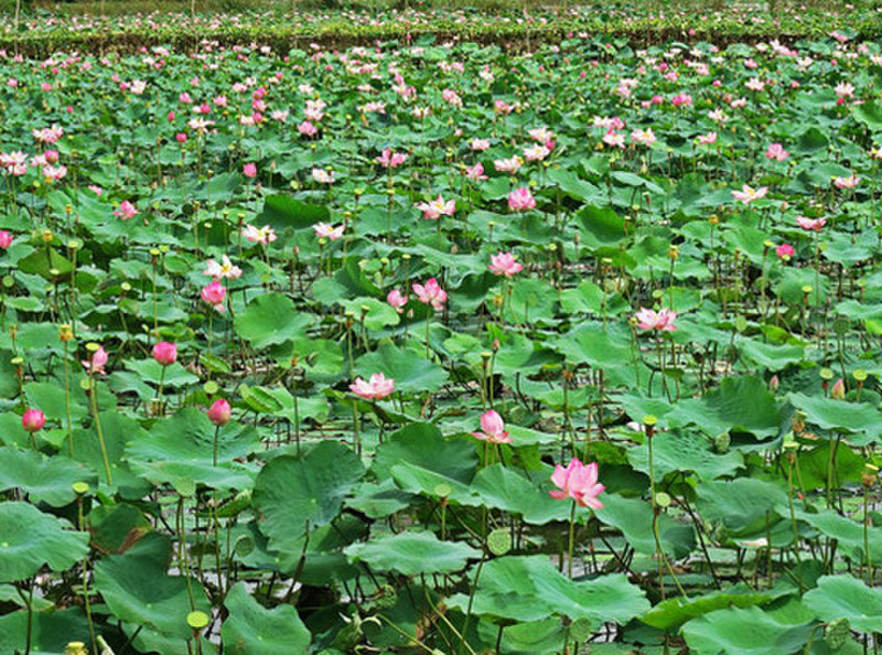 Lotus Plants