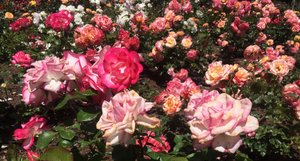 1.1478658599.3-parnell-rose-garden