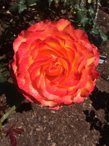 1.1478658599.4-parnell-rose-garden