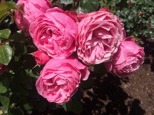 1.1478658599.6-parnell-rose-garden