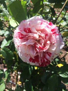 1.1478658599.7-parnell-rose-garden