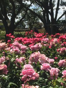 1.1478658599.parnell-rose-garden
