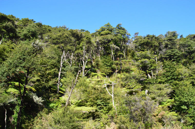 Abel Tasman