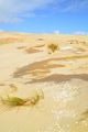 Giant Sand Dunes Te Paki