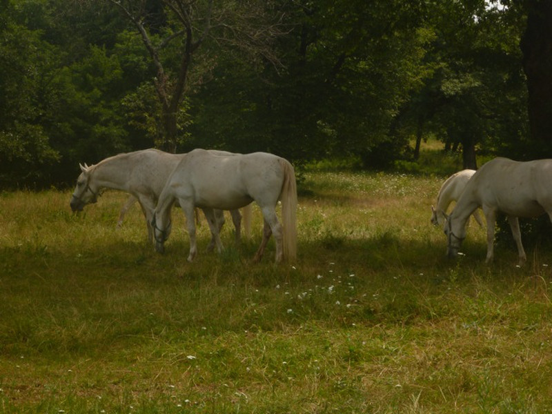Lipizana horses