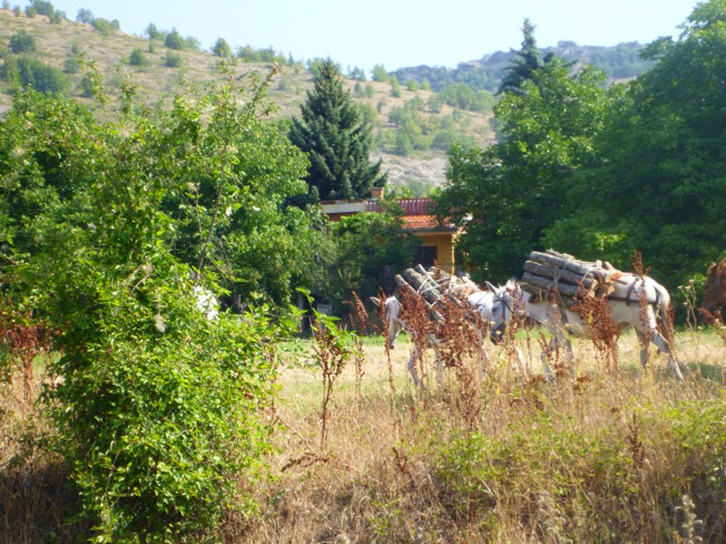 Donkey carrying wood