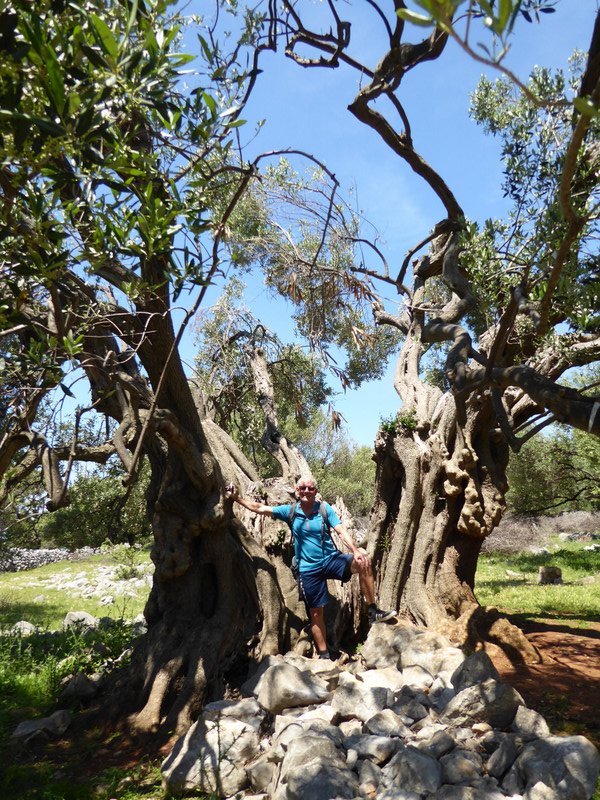 An "interesting" olive tree, Lum, Pag Island