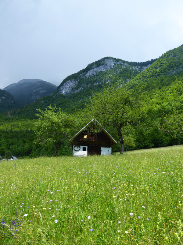 Summer meadow in the Voje valley
