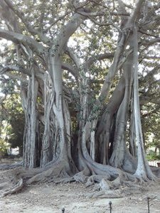 150 yr old Banyan tree
